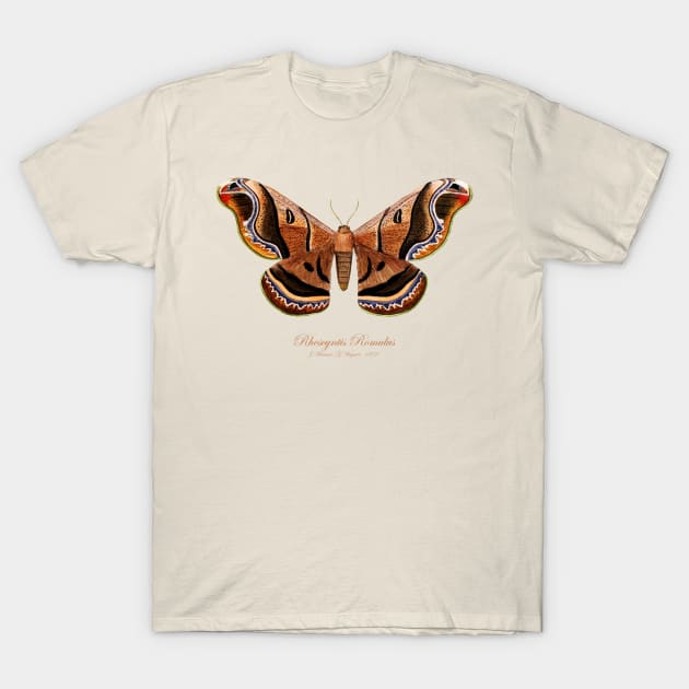 Moth - Giant Silk Moth, Rhescyntis Romulus, Rhescyntis Romulus Maassen, Caio Romulus T-Shirt by SPJE Illustration Photography